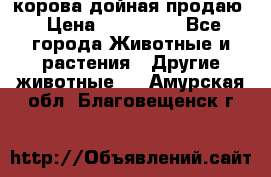 корова дойная продаю › Цена ­ 100 000 - Все города Животные и растения » Другие животные   . Амурская обл.,Благовещенск г.